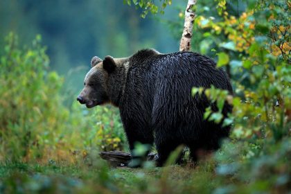 Speranta TV | Radarul Conflictelor Om-Urs va fi prezentat în premieră la conferinţa Tusnad EcoBear, de la Băile Tuşnad
