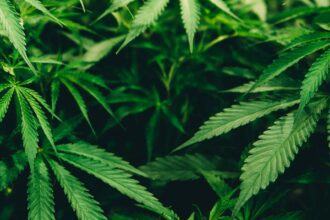 Speranta TV | Germania aprobă legalizarea parţială a canabisului de la 1 aprilie