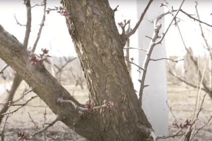Speranta TV | Căsuța cu idei - Curiozități despre arbori - Invitat: Cosmin Mihai