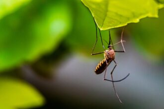 Speranta TV | Experții avertizează: Mai mult de jumătate din populația lumii s-ar îmbolnăvi de malarie și febră dengue până la finalul secolului