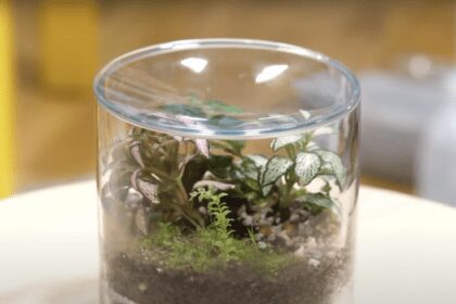 Speranta TV | Căsuța cu idei - Terarii cu plante decorative - Invitat: Adriana Pandele