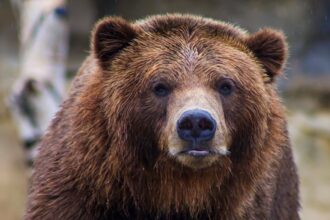 Speranta TV | Momente şocante în Munţii Bucegi. O turistă de 19 ani a fost ucisă de un urs