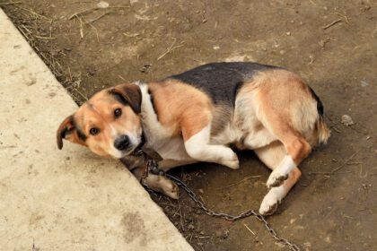 Speranta TV | Haitele de câini, din nou pe străzi. De vină pentru situația în care s-a ajuns sunt tot proprietarii animalelor, care nu le sterilizează, deși au această obligație
