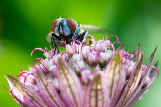 Speranta TV | ECOLOGIZARE ÎN GĂISENI: PESTE 100 DE SACI DE DEȘEURI