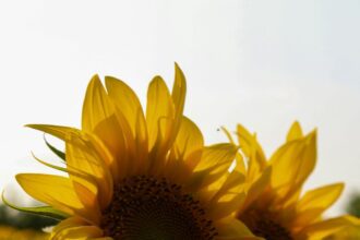 Speranta TV | ANM: Zile de foc pentru România, canicula revine în forță. Sunt anunțate temperaturi de 40 de grade Celsius în sud