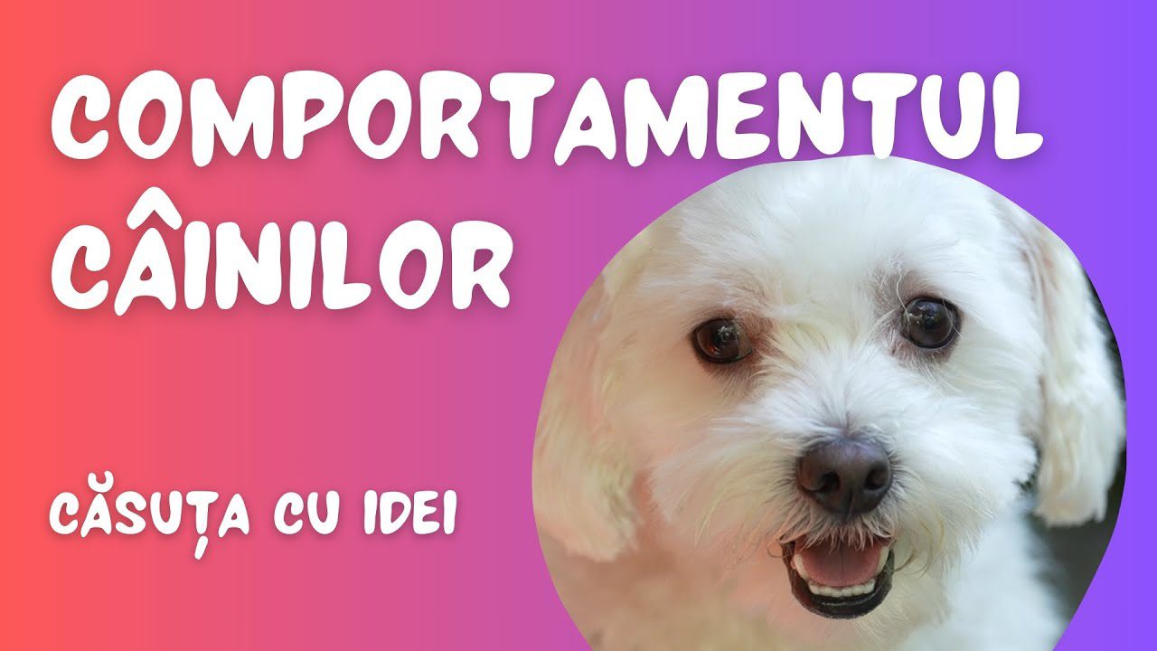 Căsuța cu idei | Cum înțelegem comportamentul câinilor