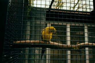 Speranta TV | Incendiul de la Grădina Zoologică din București a fost lichidat