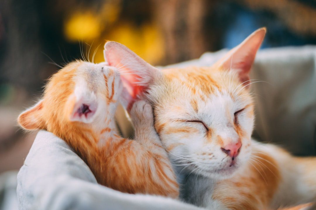 Speranta TV | „Ora cu și despre animale”, disciplina care ar putea deveni opțională la nivel național