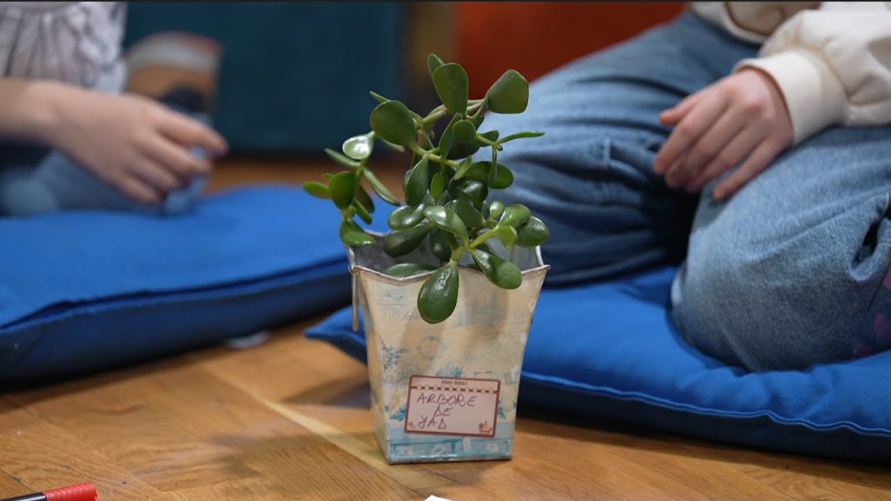 Căsuța cu idei | Plante de interior ușor de îngrijit | Andrei Mărincean