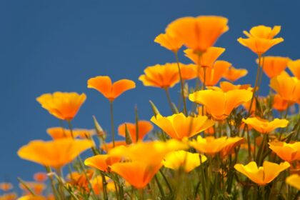Speranta TV | ANM: Urmează zile călduroase, cu temperaturi ce pot atinge 25 de grade Celsius, apoi vin ploile și se răcește