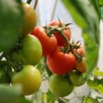 Speranta TV | Exemplu de comunitate. Două sere de legume din Iași oferă șanse pentru copiii din medii defavorizate